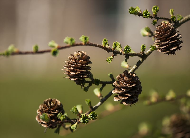 Springtime фото превью