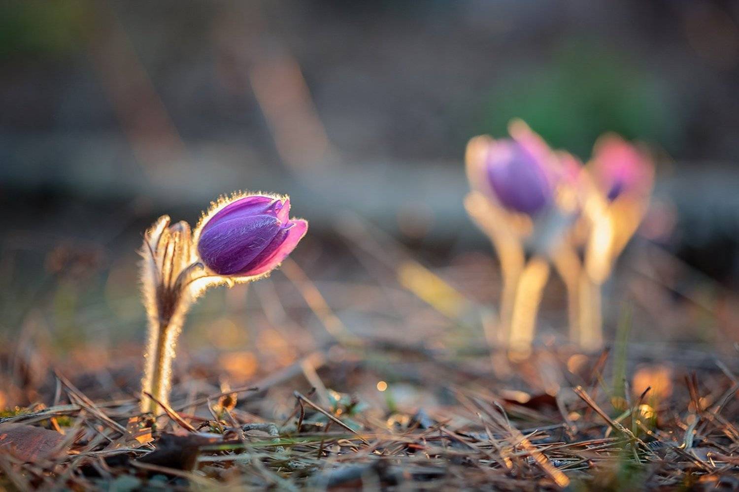 , Юрий Сорокин