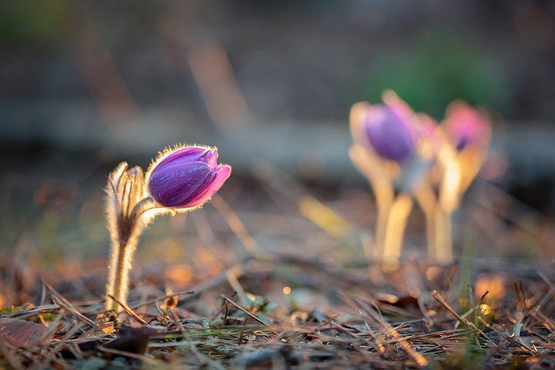 Пробуждение. фото превью