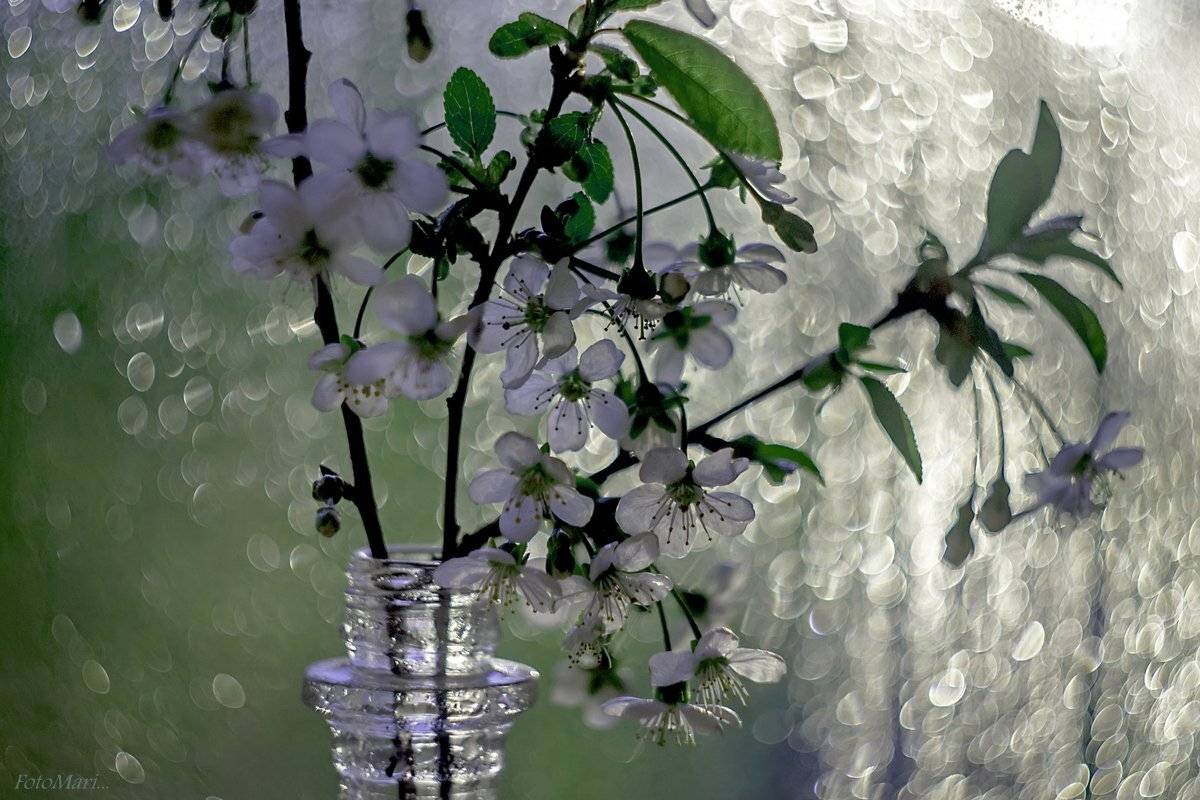 весна,гелиос,взгляд,цветы,фантазии,, Марина Соколова