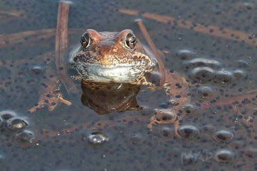 Весенняя пора.