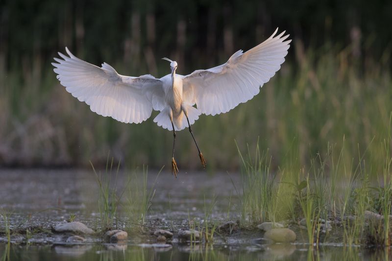 Egretta garzetta фото превью