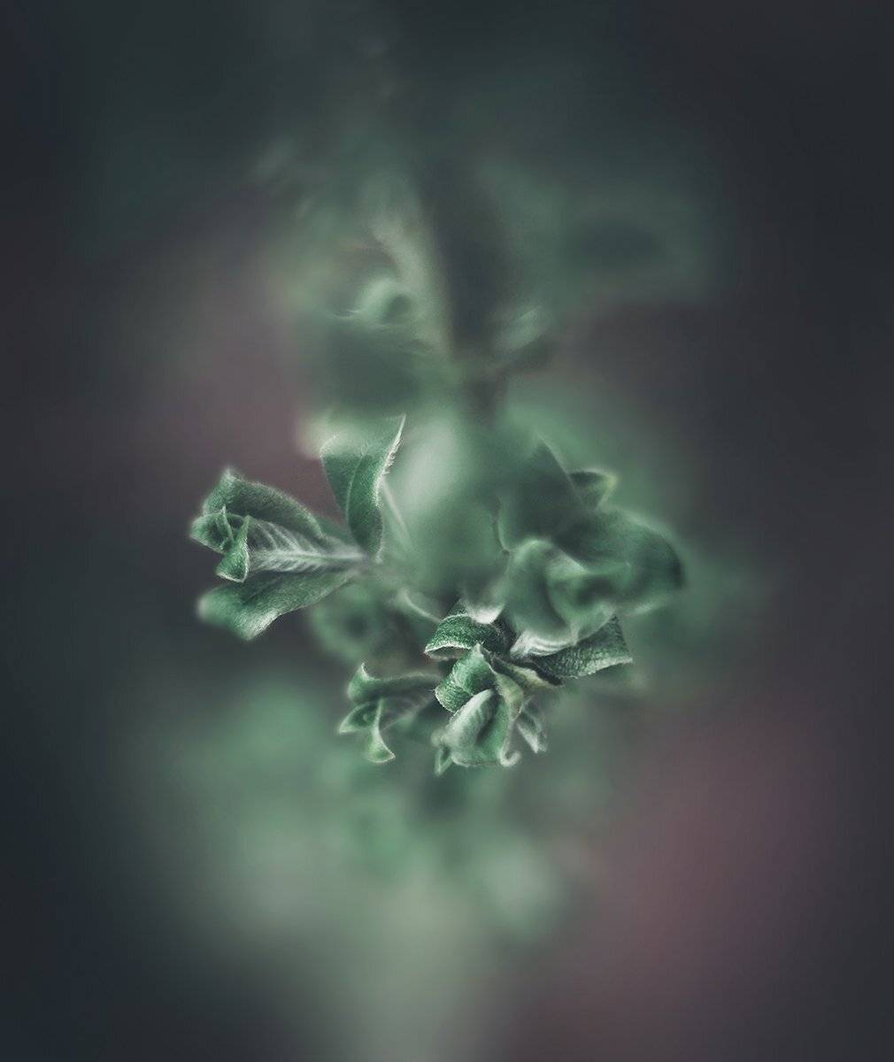 , Чернякова Анна