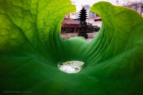 умиротворение