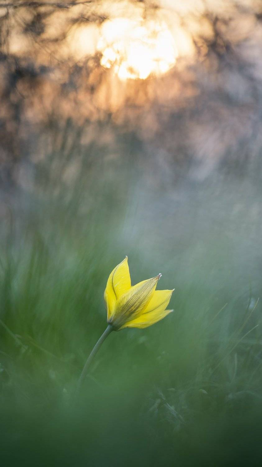 цветы,цветок,природа,макро,растения,первоцвет,тюльпан, Александр Иванов