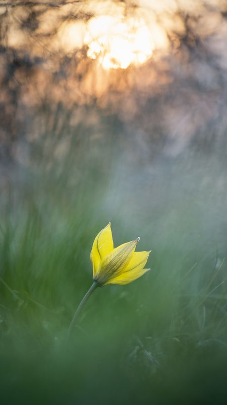 цветы,цветок,природа,макро,растения,первоцвет,тюльпан Весенние первоцветы фото превью