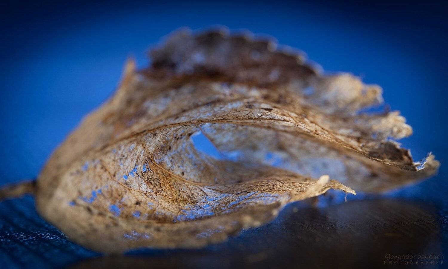 макро, гусеница, лист, весна, тепло, Александр Аседач