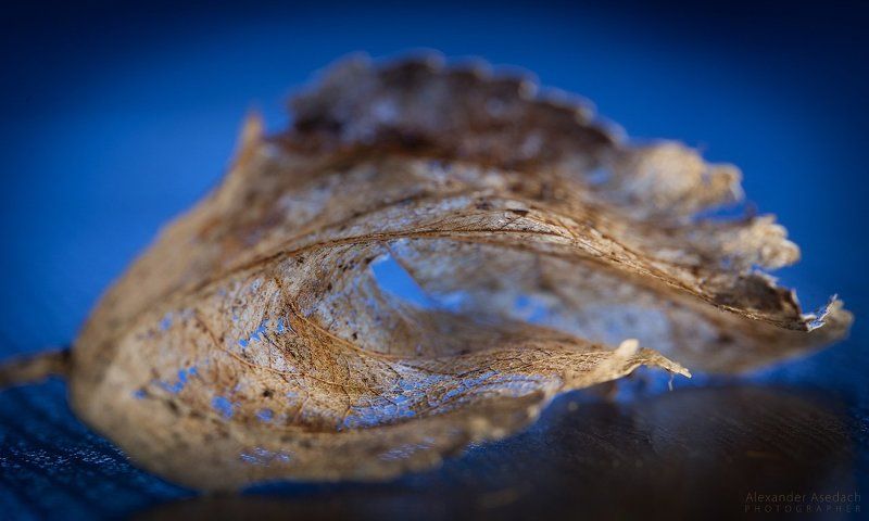 макро, гусеница, лист, весна, тепло Весеннее настроение фото превью