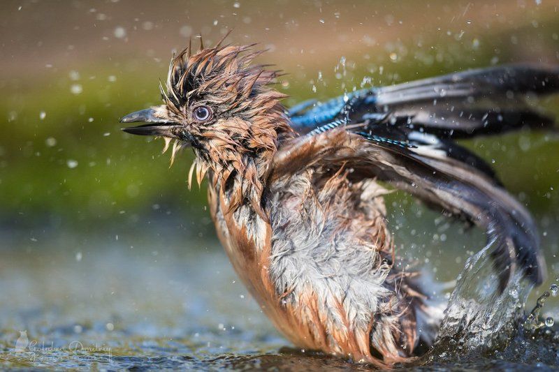 jay, bird, wildlife,birds, water, bath, drops, сойка, птицы, дикая природа, купание, брызги, вода Купание сойки фото превью