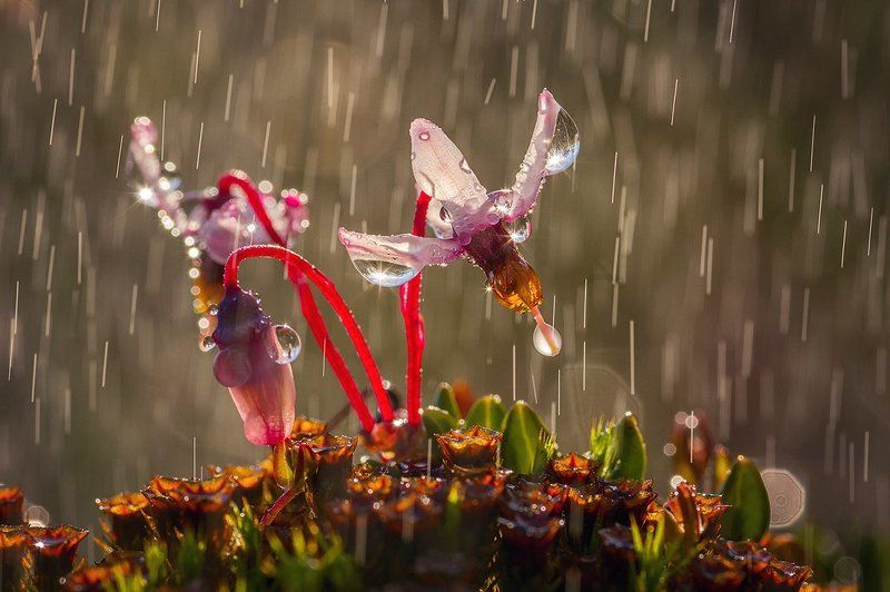 дождик фото превью