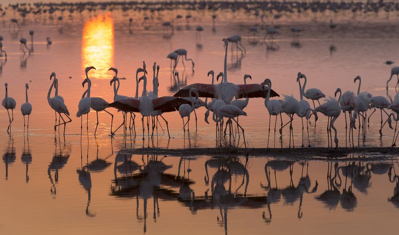 flamingo, flamingos, lake, water, phoenicopterus, bird, sunrise, animal, pink, wild, sunset, flock, national, long, park, nature, ruber, background, birds, closeup, colorful, group Ангола закат фламинго фото превью
