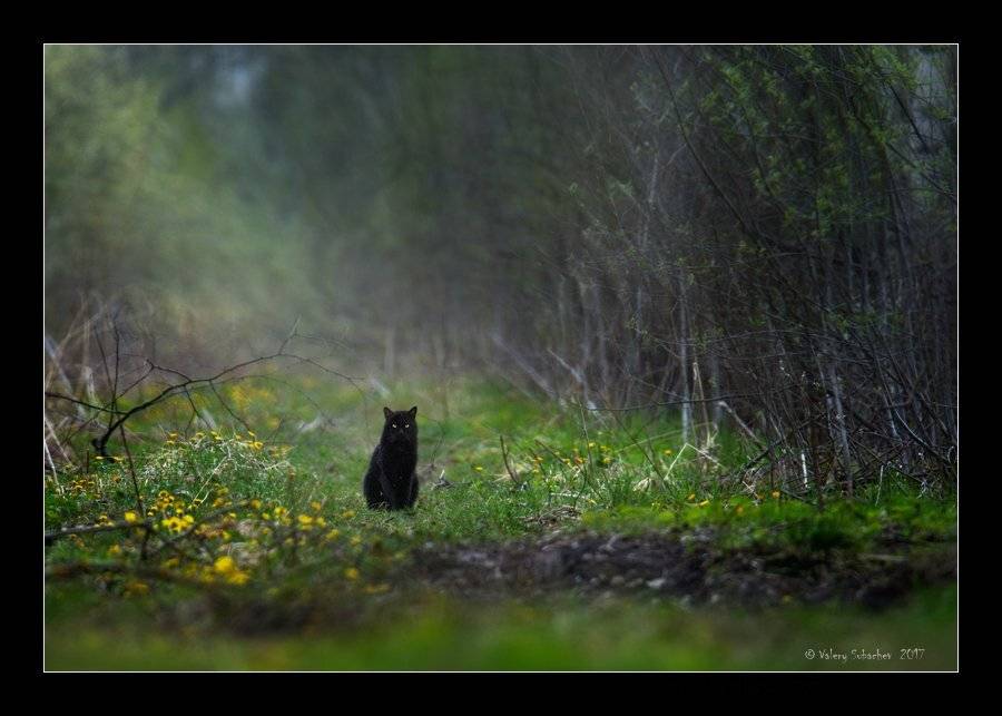 , Валерий Субачев