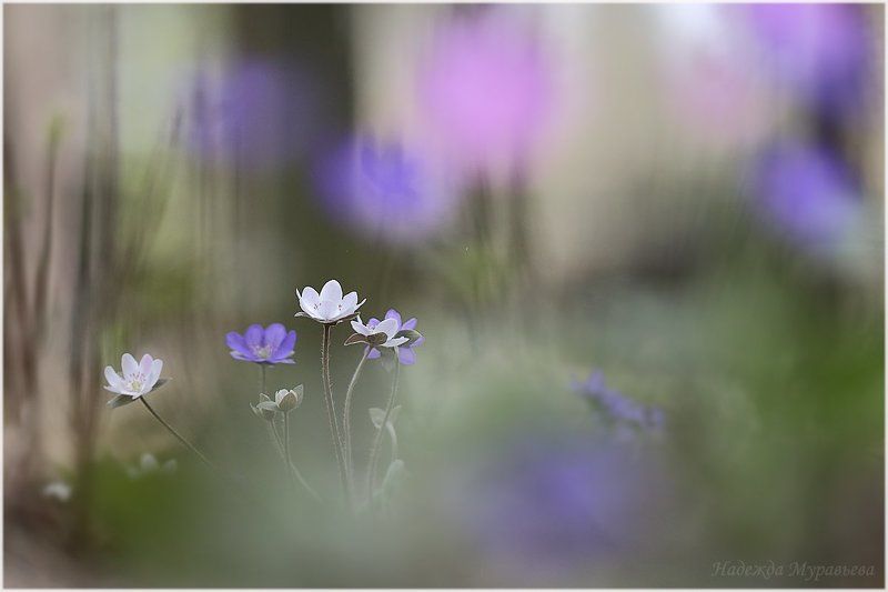печёночница, hepática, перелеска Сиреневый туман фото превью