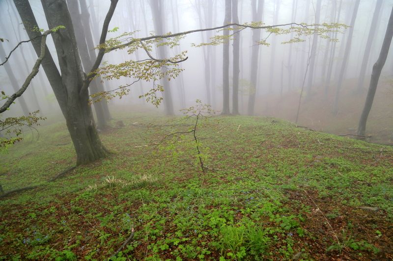 #туман #горы Весна фото превью