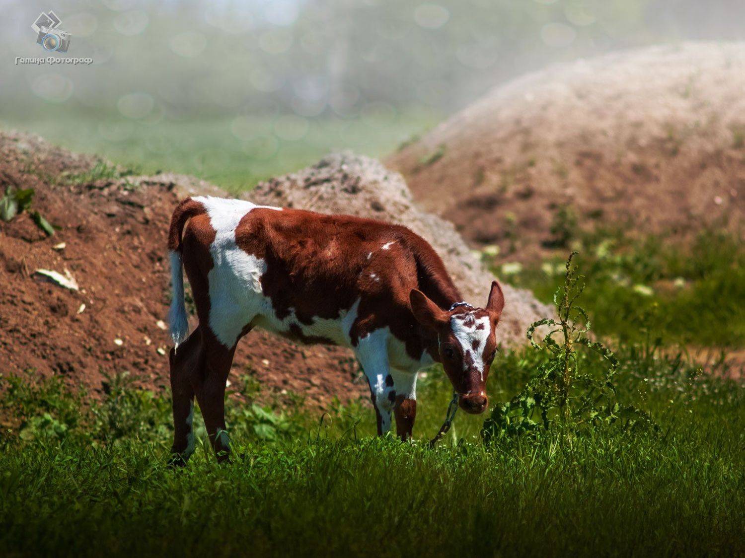 корова, тёлка, животные, пастбище, луг, ферма, рябушка, Галя