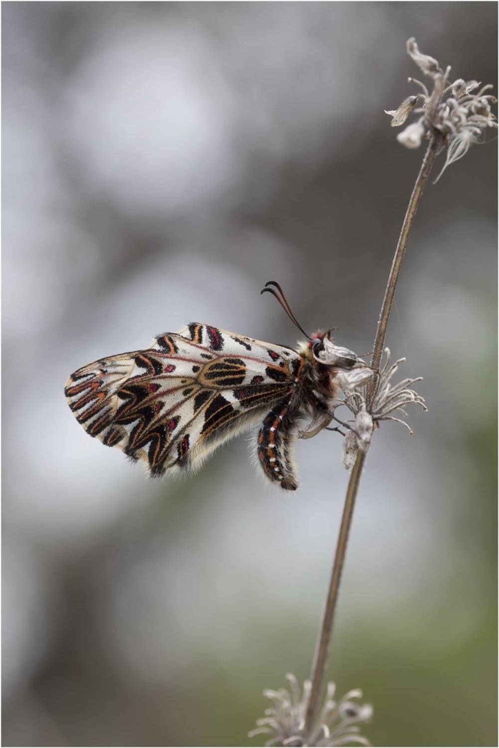 поликсена,  zerynthia polyxena, парусник, бабочка, Леонид