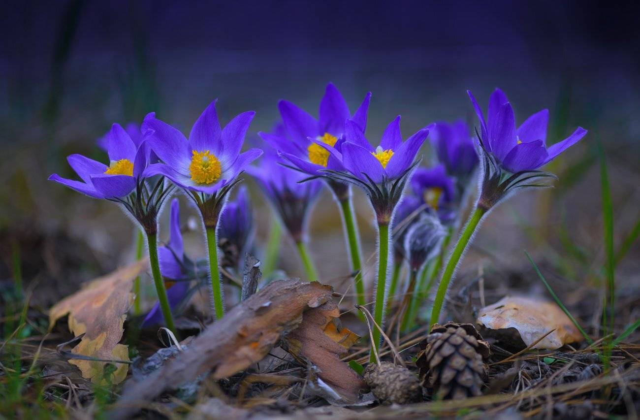 цветы, весна, сон-трава, Галанзовская Оксана