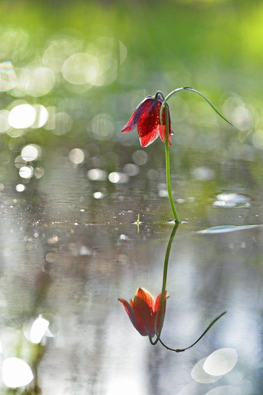 рябчик, малый, fritillaria, meleagroides, самарский лес, левада Аленький цветочек фото превью