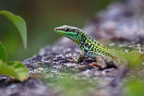 Калабрийские драконы