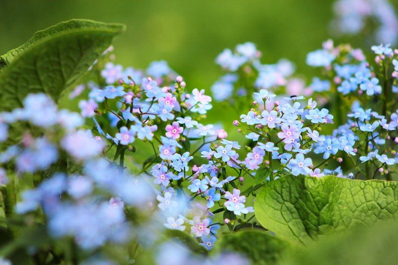 *** фото превью