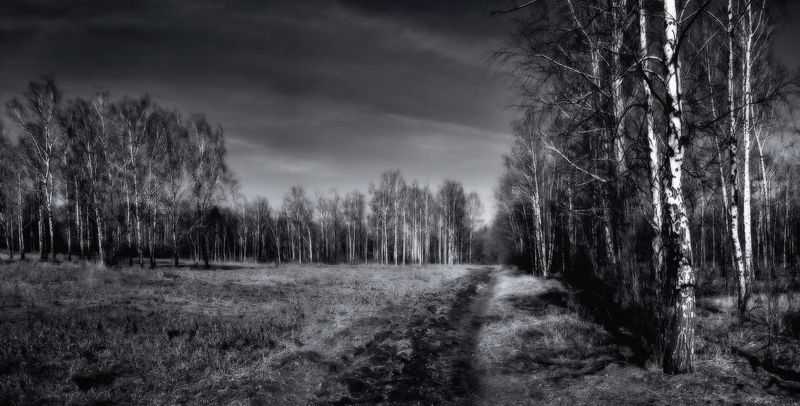 То плачут берёзы,то плачут берёзы... фото превью