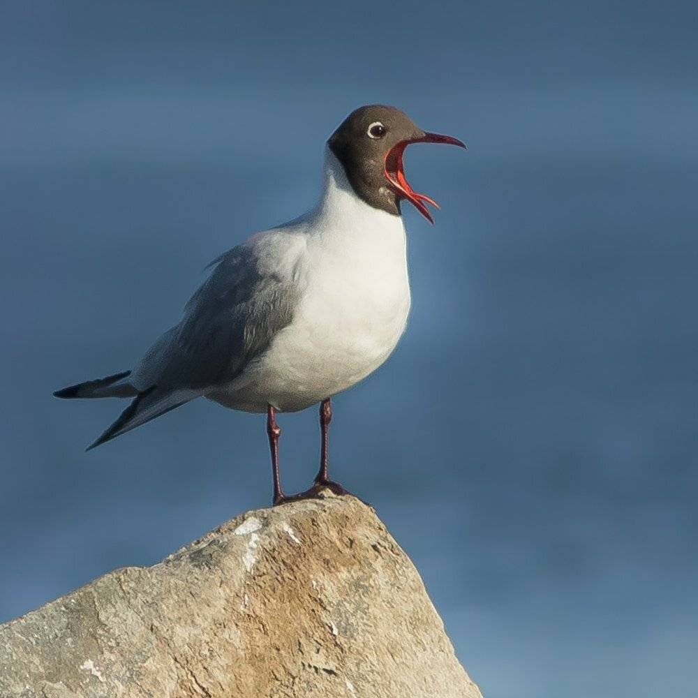 чайка озерная, Суслов Дмитрий