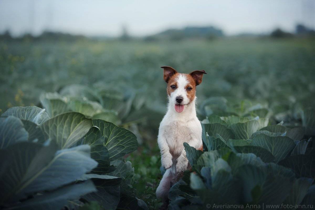 собака, капуста, лето, Анна Аверьянова