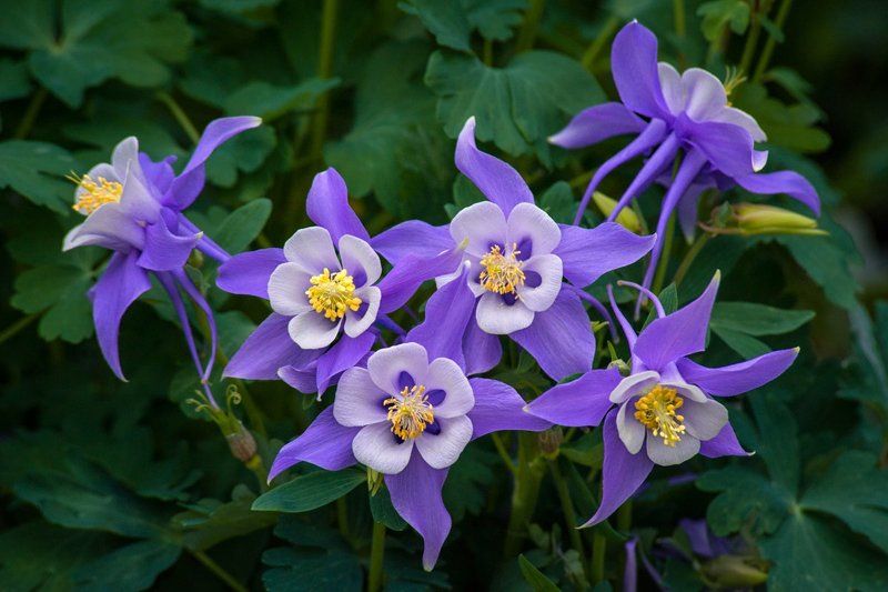 Columbine фото превью