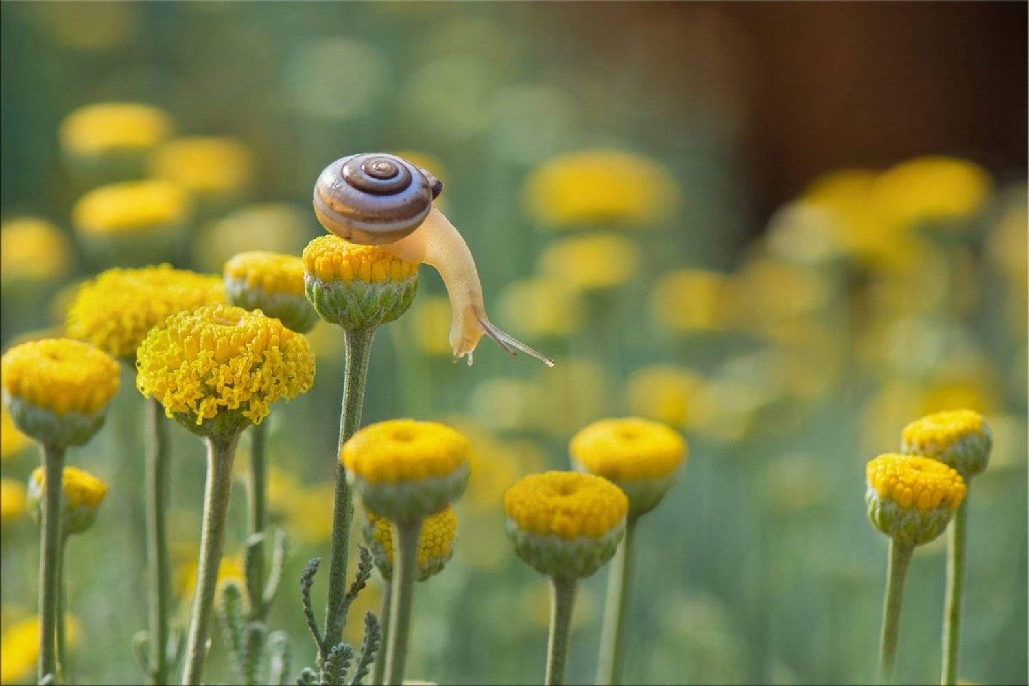 улитка, цветы сантолины, майское утро, Людмила Бекман