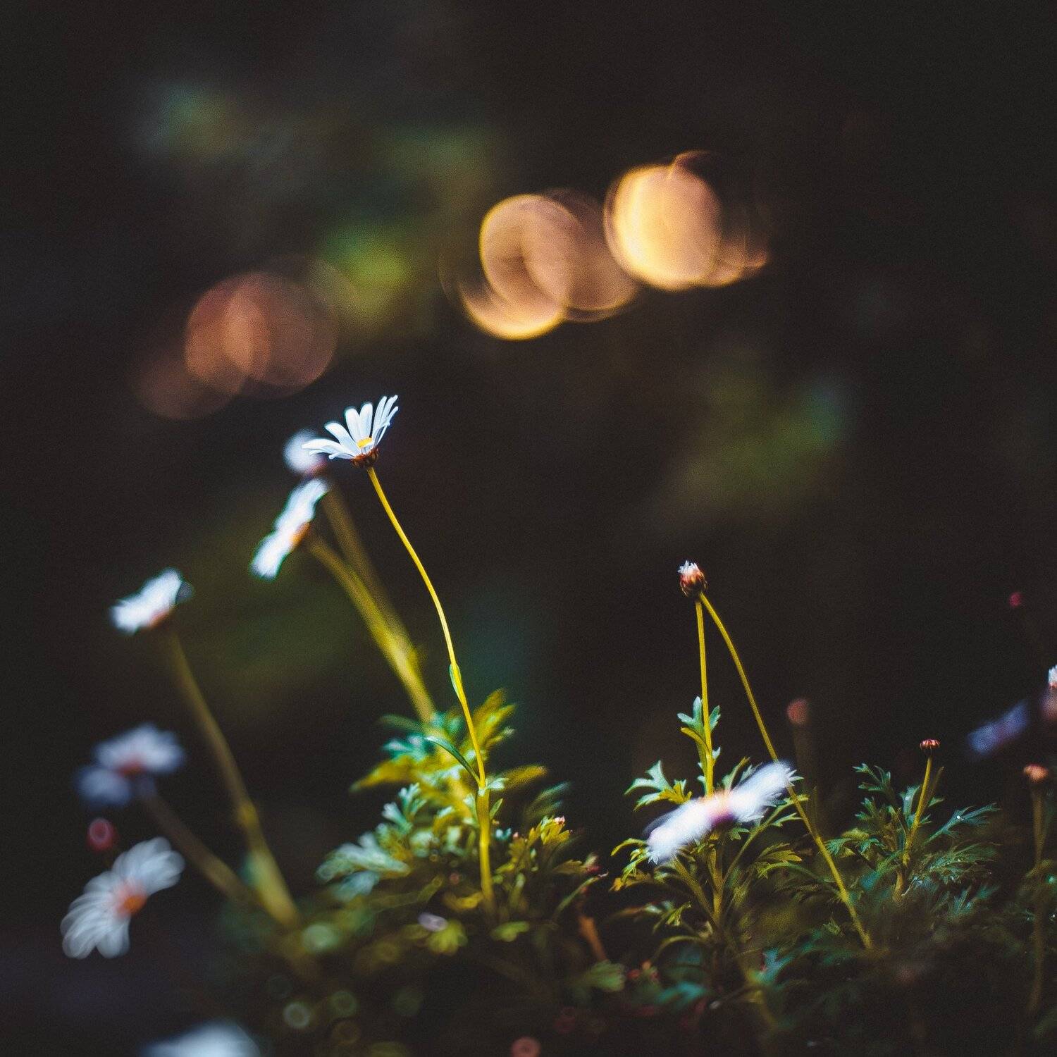 ботанический сад, макро, цветы, зелень, природа, Манченко Кристина