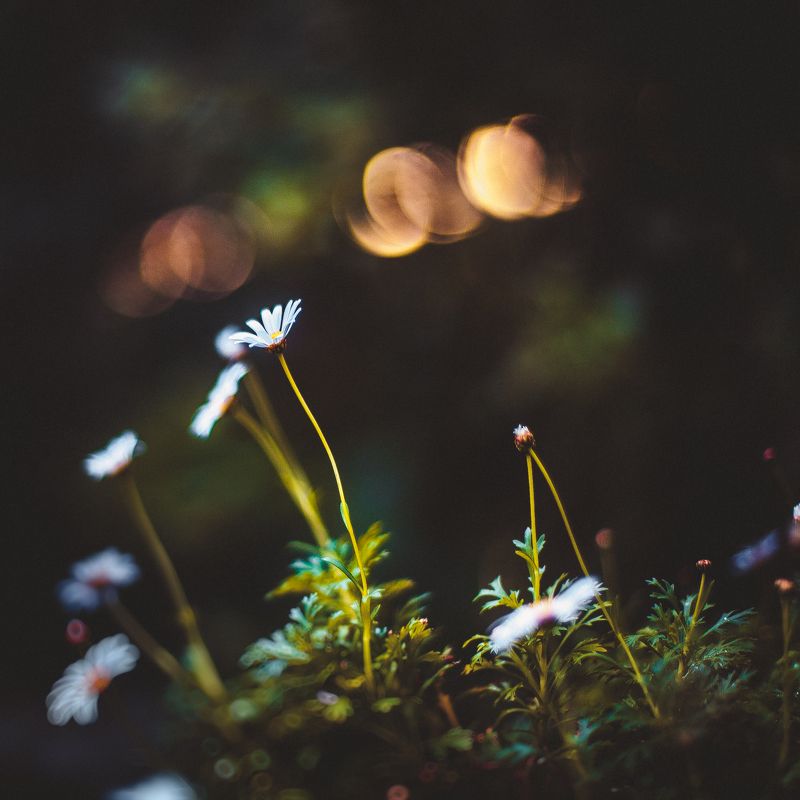 ботанический сад, макро, цветы, зелень, природа в оранжерее фото превью