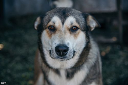 собака-улыбака