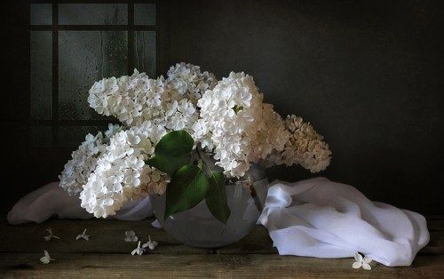 Белая сирень и майский дождь