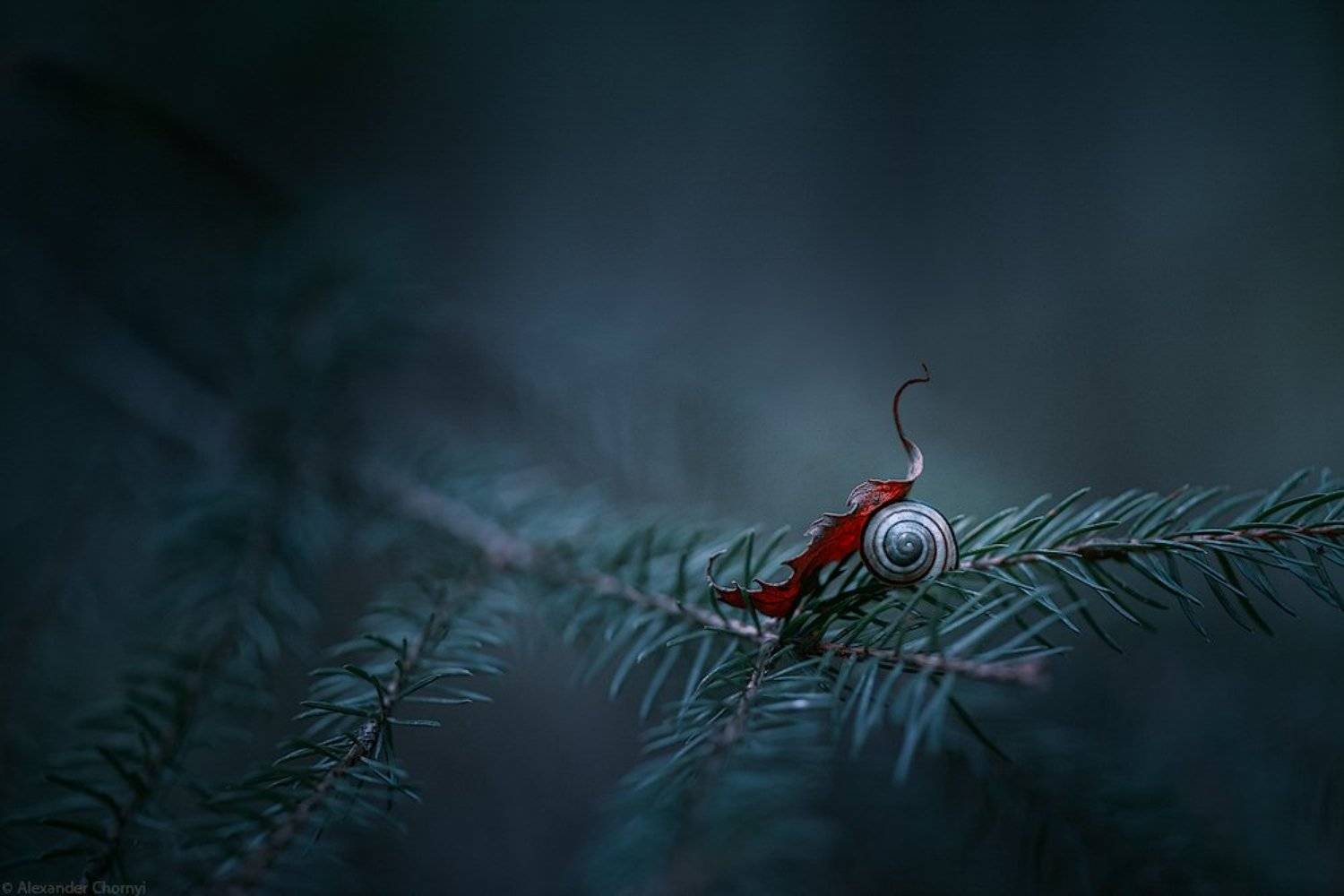 украина, коростышев, лето, лес, красота, макро, макро мир, природа, макро-красота, чорный,, Александр Чорный