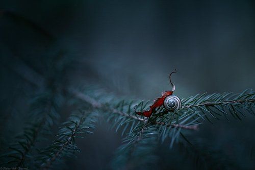 В плену изящества