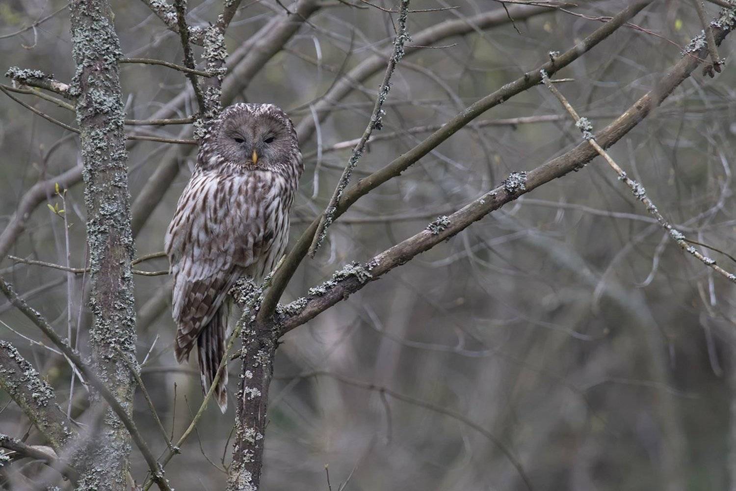 ural owl,bird., olesniczanin