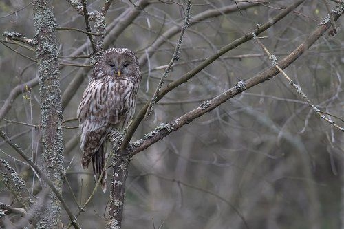 Ural Owl