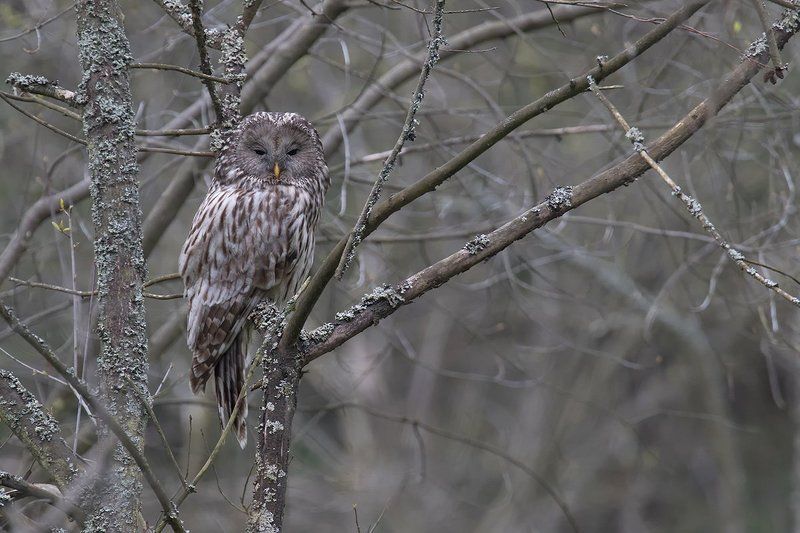 ural owl,bird. Ural Owl фото превью
