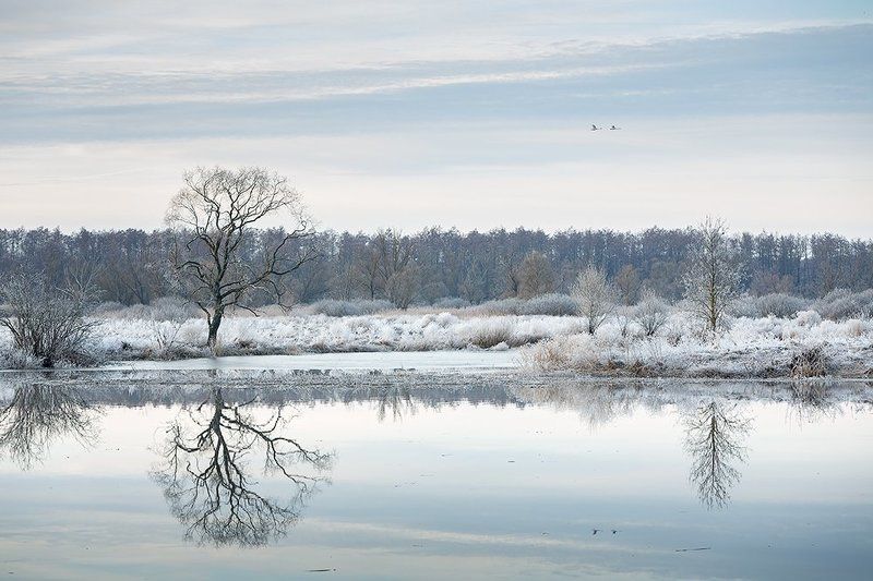 Лебеди прилетели... фото превью
