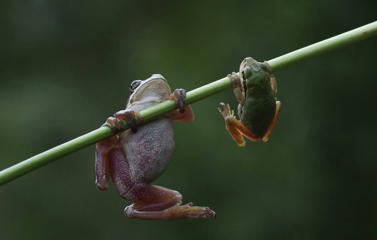 animal, nature, macro,tree frog, familiy education, training, schooling, two, baby, family, mother, mother care., Savas Sener