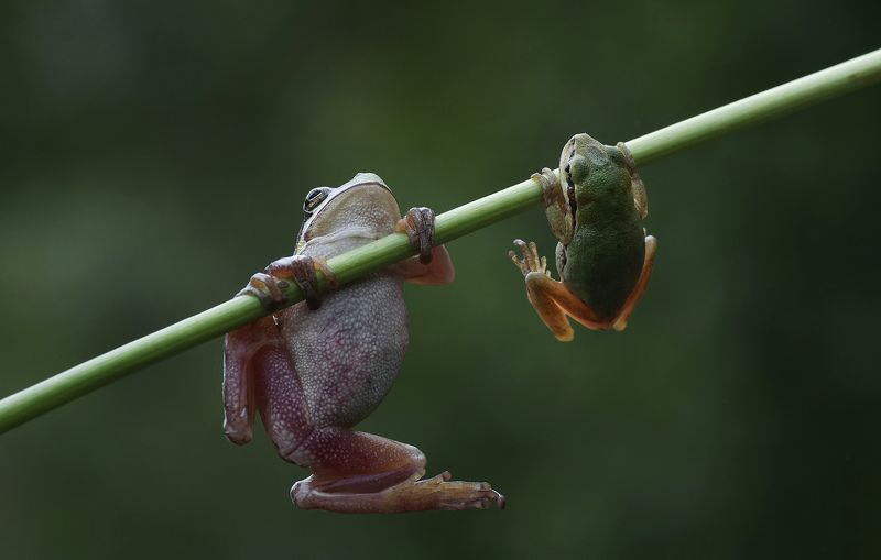 animal, nature, macro,tree frog, familiy education, training, schooling, two, baby, family, mother, mother care. Family education  фото превью