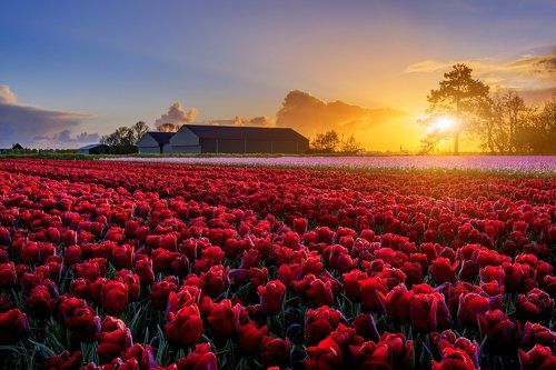 Spring Dutch Countryside