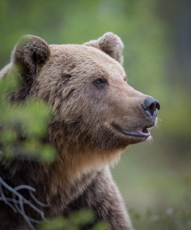 Bear, finland, portrait Happiness is a choice фото превью