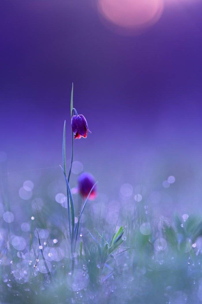 рябчик, малый, fritillaria, meleagroides, самарский лес, Sergii Markov