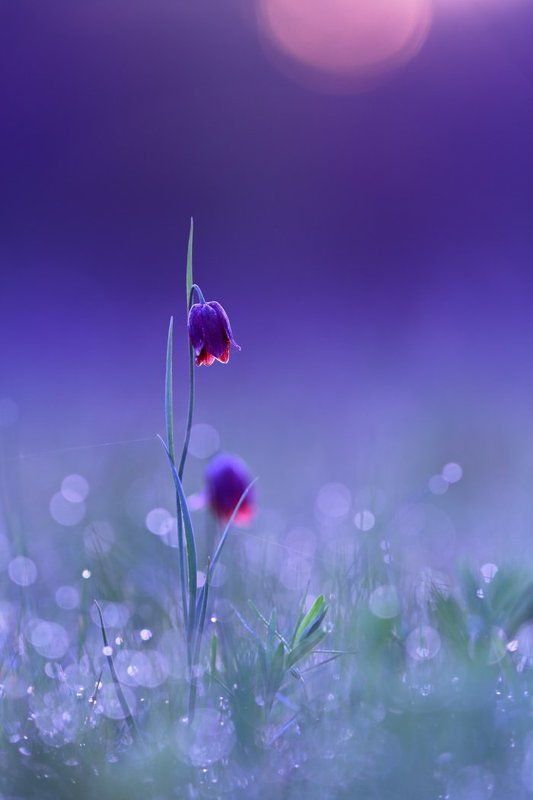 рябчик, малый, fritillaria, meleagroides, самарский лес Холодный рассвет фото превью