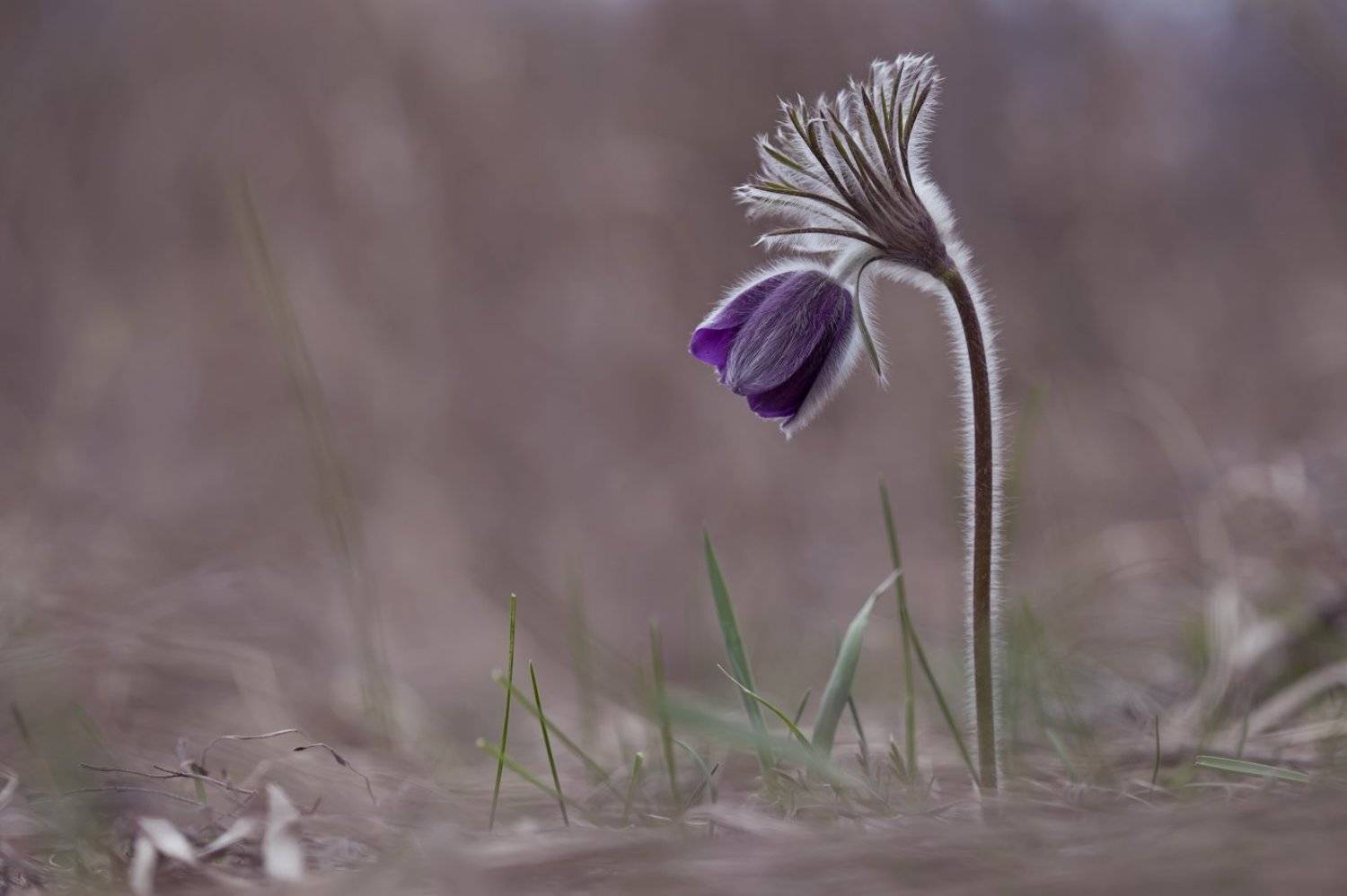 сон-трава,  прострел, первоцветы, весна, Леонид