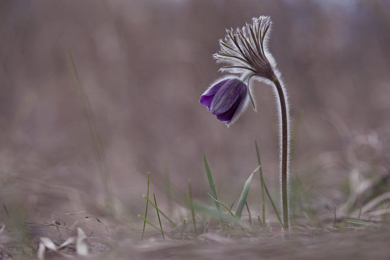 сон-трава,  прострел, первоцветы, весна *** фото превью