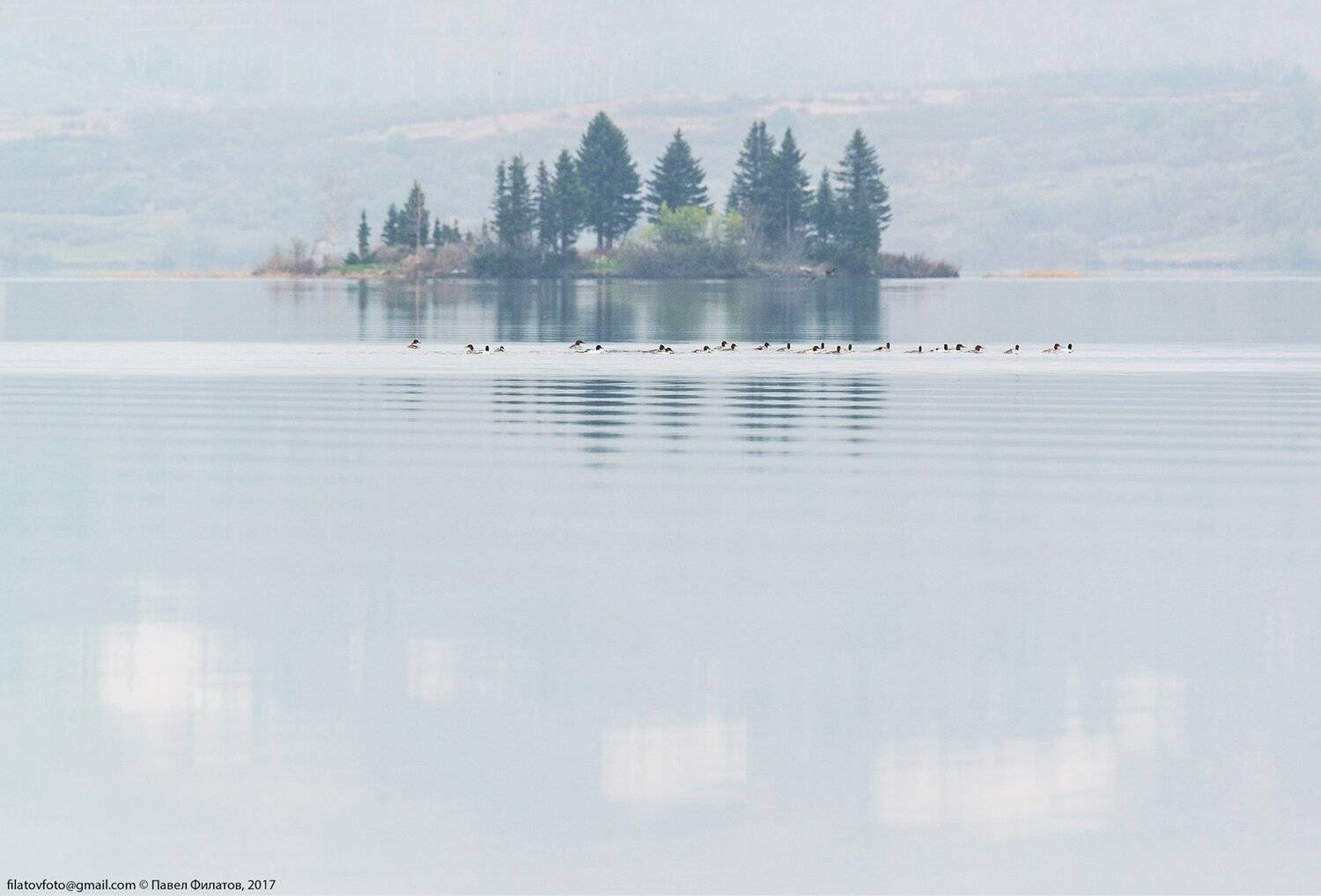 #алтай #altai #сибирь #siberia #павел_филатов #pavel_filatov #filatovpavelaltai #дорога #колывань #курьинский_район #алтайский_край #синюха #апрель #altai_krai #весна #spring #kolyvan #озеро_белое #птицы #утки, Павел Филатов