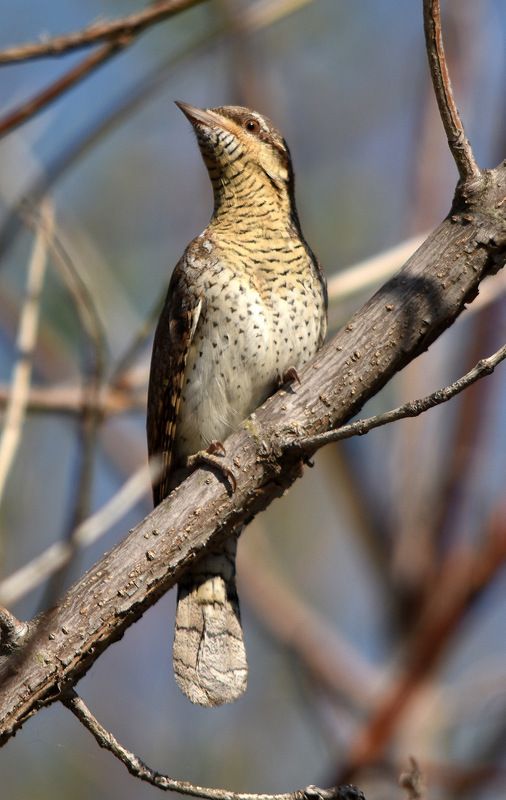 Весна 2017 фото превью
