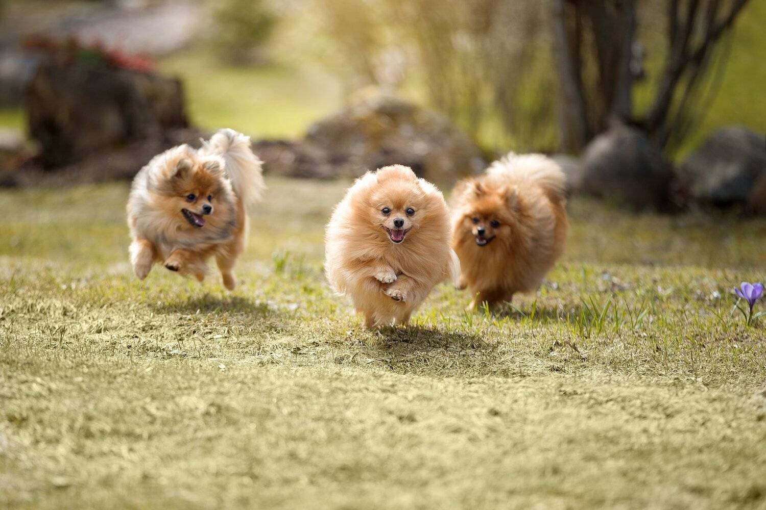 шпицы, собаки, весна, природа, Светлана Писарева